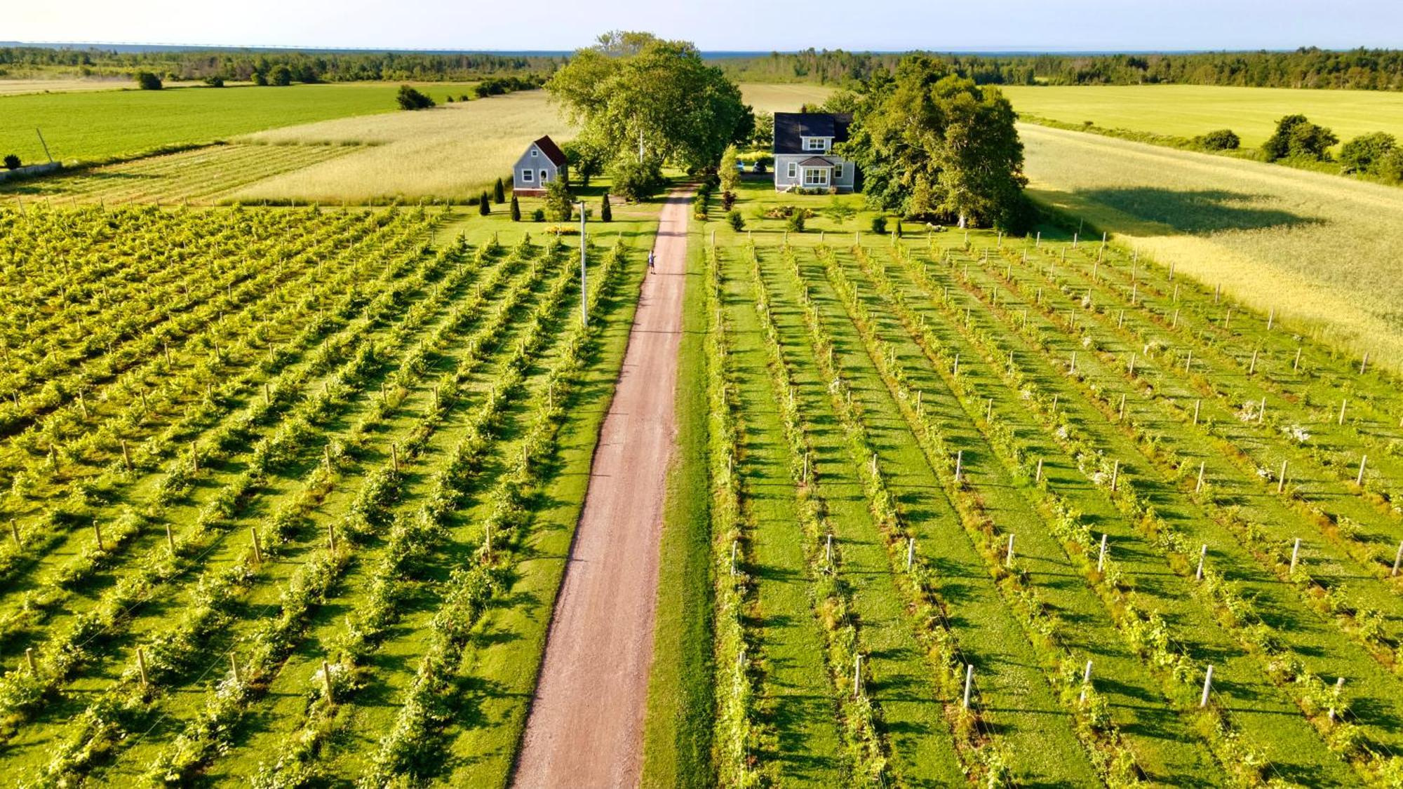 Sunbury Cove Winery Bed & Breakfast Miscouche Екстериор снимка